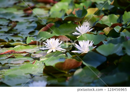 開花在池塘的蓮花 開花在池塘的蓮花 128456965