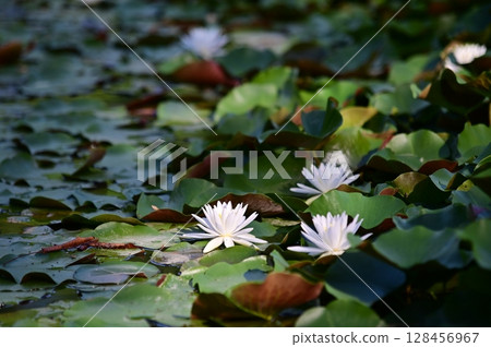 White water lily flower White water lily flower 128456967