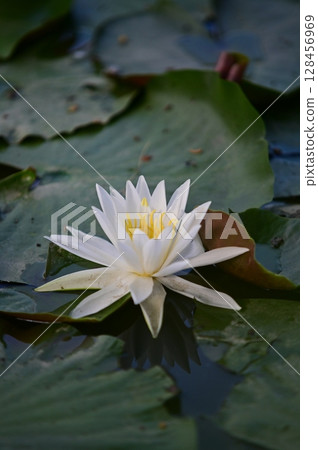 白浪百合花 白浪百合花 128456969