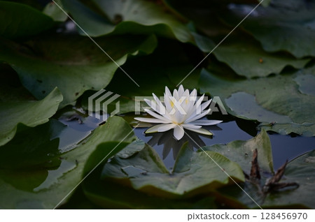 白浪百合花 128456970