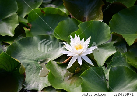 白蓮花 128456971