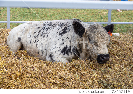 Galloway cattle breed for meat production 128457119