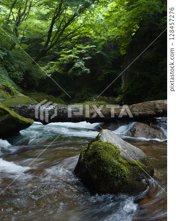 A clear stream flowing through the fresh green forest A clear stream flowing through the fresh green forest 128457276