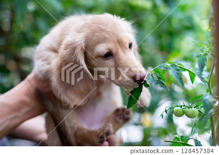 卡寧金臘腸幼犬,3個月大 卡寧金臘腸幼犬,3個月大 128457384