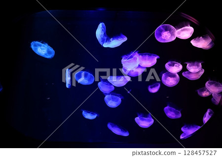 Jellyfish in an aquarium: Moon jellyfish 128457527