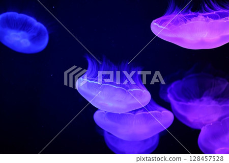 Jellyfish in an aquarium: Moon jellyfish 128457528