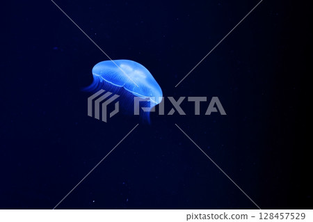 Jellyfish in an aquarium: Moon jellyfish Jellyfish in an aquarium: Moon jellyfish 128457529