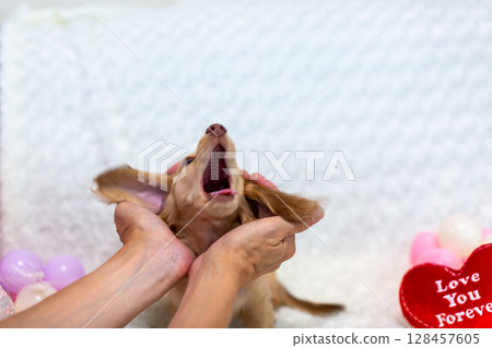 Kaninchen Dachshund puppy, 3 months old Kaninchen Dachshund puppy, 3 months old 128457605