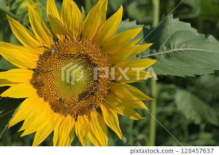 Close-up photo of yellow flowers with sunflower bees in a sunflower field 128457637