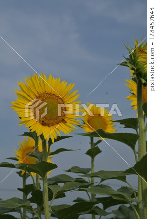 A sunflower looking up at the sky 128457643