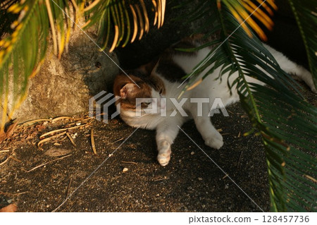 Mike cat 128457736