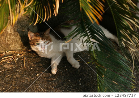 Mike cat 128457737
