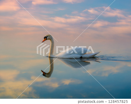 一隻優雅的白天鵝在如鏡的水面上滑行 128457825