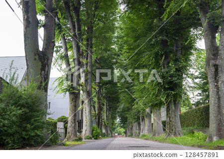 成溪學園的櫸樹線（東京都武藏野市吉祥寺北町） 128457891