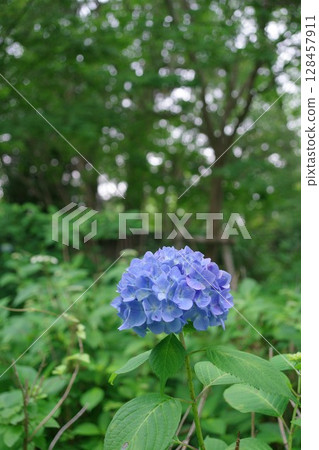 Blooming in Nature: Deep Blue Hydrangea Blooming in Nature: Deep Blue Hydrangea 128457911