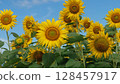blue sky and big sunflowers 128457917