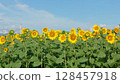 Summer landscape with blue sky and sunflower field 128457918