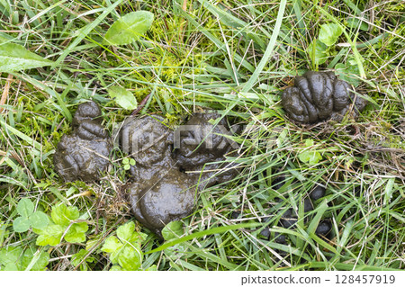 赤城山山坡上發現的亞洲黑熊糞便 128457919