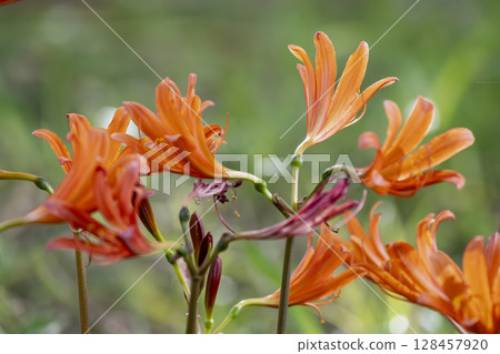 夏季,亮橙色的毛地黃在森林地面上盛開 夏季,亮橙色的毛地黃在森林地面上盛開 128457920