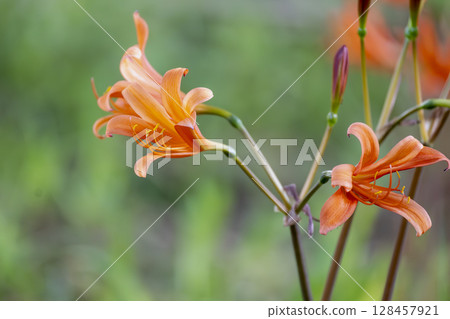 夏季,亮橙色的毛地黃在森林地面上盛開 夏季,亮橙色的毛地黃在森林地面上盛開 128457921