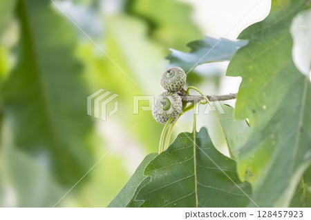 Young fruits of the now rare acorn tree, Quercus monadelpha Young fruits of the now rare acorn tree, Quercus monadelpha 128457923