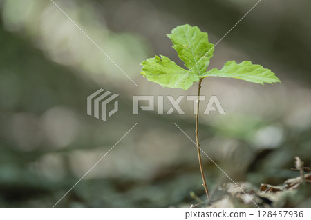 森林中一棵科納拉橡樹的嫩葉從橡實長出 128457936