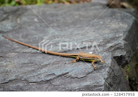 A lizard (Japanese grass lizard) resting on a rock 128457958