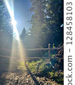 Sunlight streaming through trees in a tranquil forest scene. 128458103