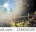 Sunlight streaming through trees in a forest with a wooden fence. 128458105