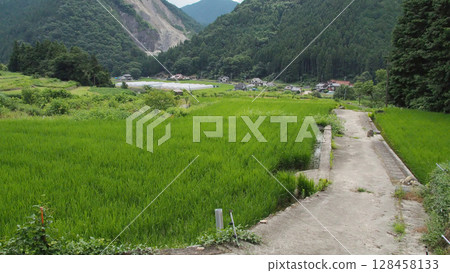 夏季鄉村稻田道路和稻田 夏季鄉村稻田道路和稻田 128458133