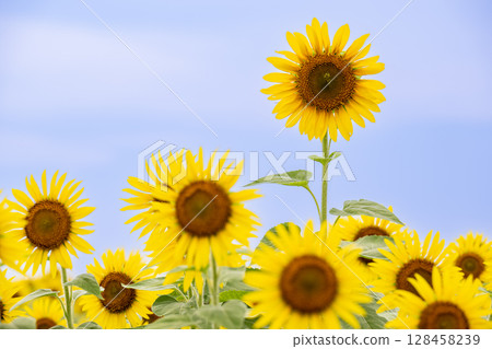 Sunflower in the blue sky Sunflower in the blue sky 128458239