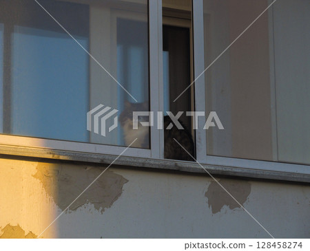 A curious cat sits behind the glass of the balcony 128458274