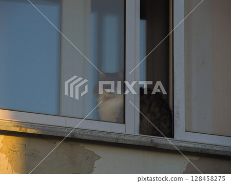 A curious cat sits behind the glass of the balcony A curious cat sits behind the glass of the balcony 128458275