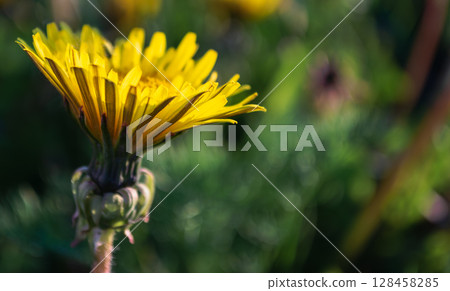 Close-up of a yellow dandelion in the sunlight 128458285