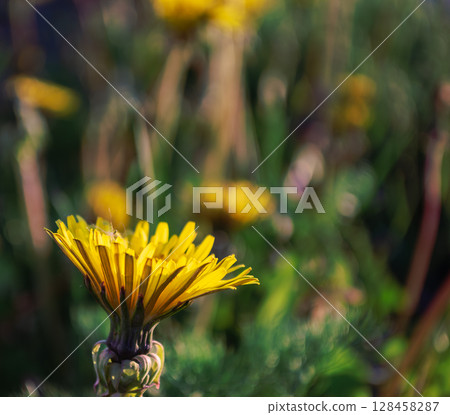 Close-up of a yellow dandelion in the sunlight Close-up of a yellow dandelion in the sunlight 128458287