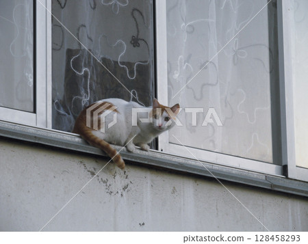 Curious cat perched on window sill looking out Curious cat perched on window sill looking out 128458293