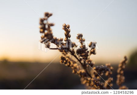 Dry wildflower in warm sunset light 128458296