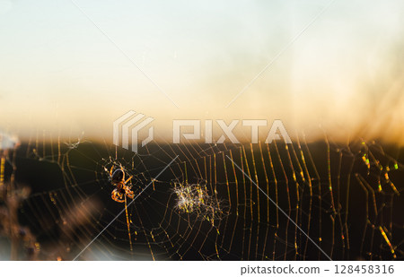 Spider on web at golden sunset Spider on web at golden sunset 128458316