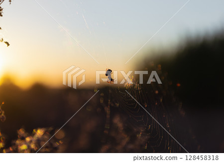 Spider on web at golden sunset Spider on web at golden sunset 128458318