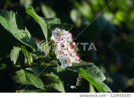 White blossoms Siberian Hawthorn with red stamens in sunlight 128458330