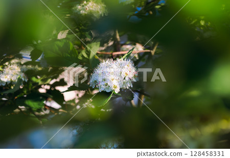 White blossoms Siberian Hawthorn with red stamens in sunlight 128458331