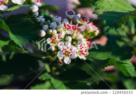 White blossoms Siberian Hawthorn with red stamens in sunlight 128458333