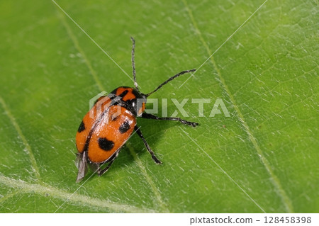 生物，昆蟲，黑斑葉甲，前胸背板和翅膀上的花紋因個體而異，此個體上翅上有一處黑色斑紋不清晰。 128458398