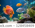 Colorful aquarium fish among rocks and plants. 128458409