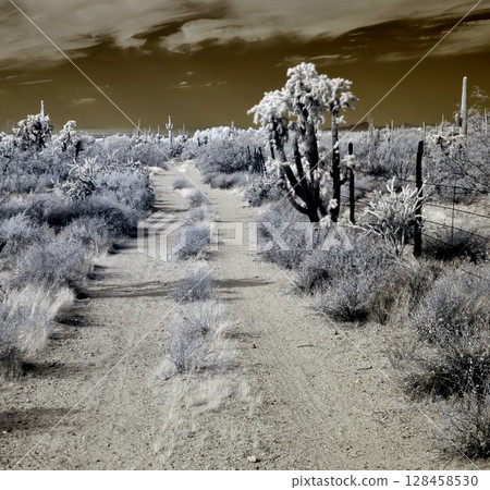 Sonora Desert Arizona in Infrared Sonora Desert Arizona in Infrared 128458530