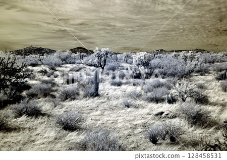 Sonora Desert Arizona in Infrared Sonora Desert Arizona in Infrared 128458531