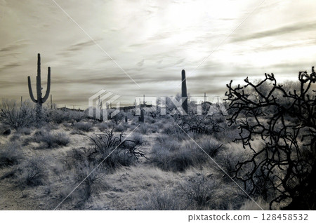 Sonora Desert Arizona in Infrared Sonora Desert Arizona in Infrared 128458532