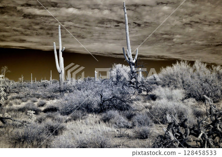 Sonora Desert Arizona in Infrared Sonora Desert Arizona in Infrared 128458533