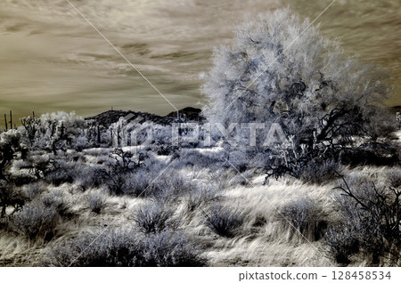 Sonora Desert Arizona in Infrared Sonora Desert Arizona in Infrared 128458534