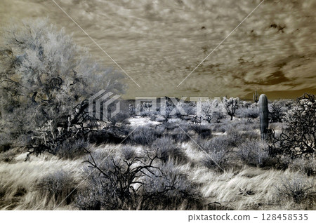 Sonora Desert Arizona in Infrared Sonora Desert Arizona in Infrared 128458535